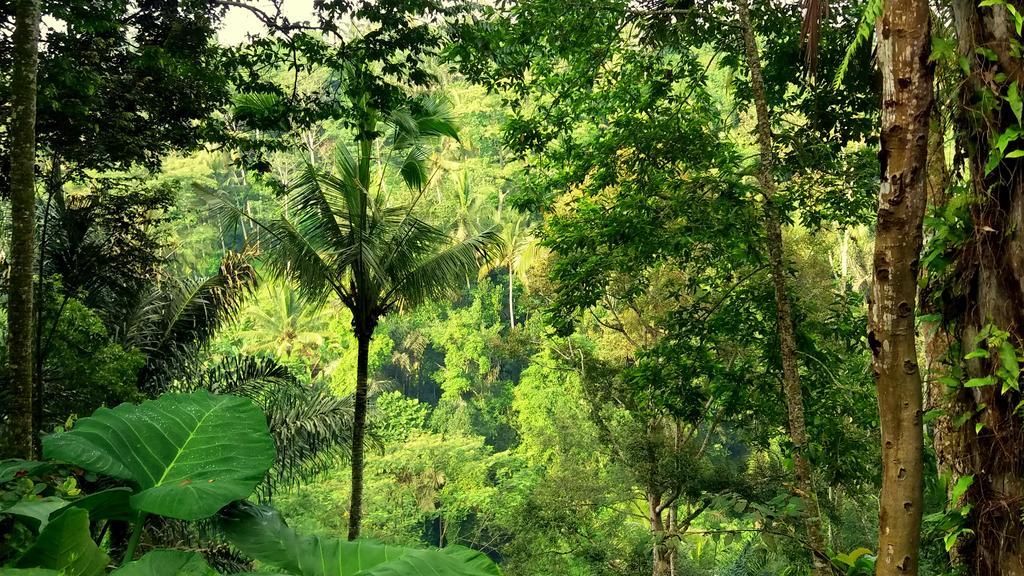 Villa Rimba Ubud Tegallalang  Exterior foto