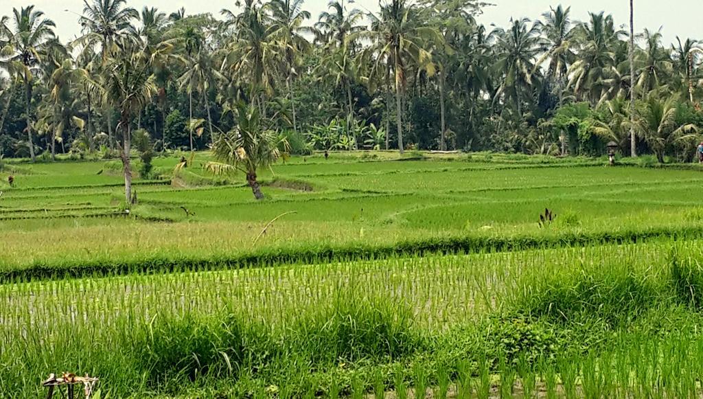 Villa Rimba Ubud Tegallalang  Exterior foto